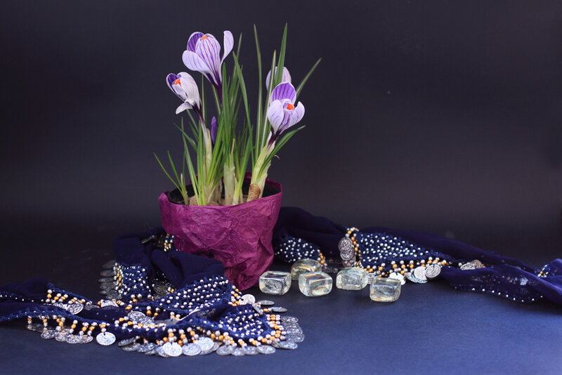 Purple Crocus Flowers — Dramatic