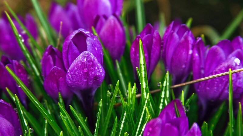 Purple Crocus Flowers — Fresh, Spring