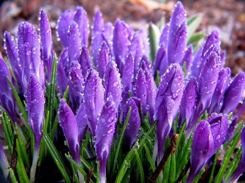 Purple Crocus Flowers — Fresh
