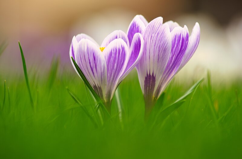 Purple Crocus Flowers — Green