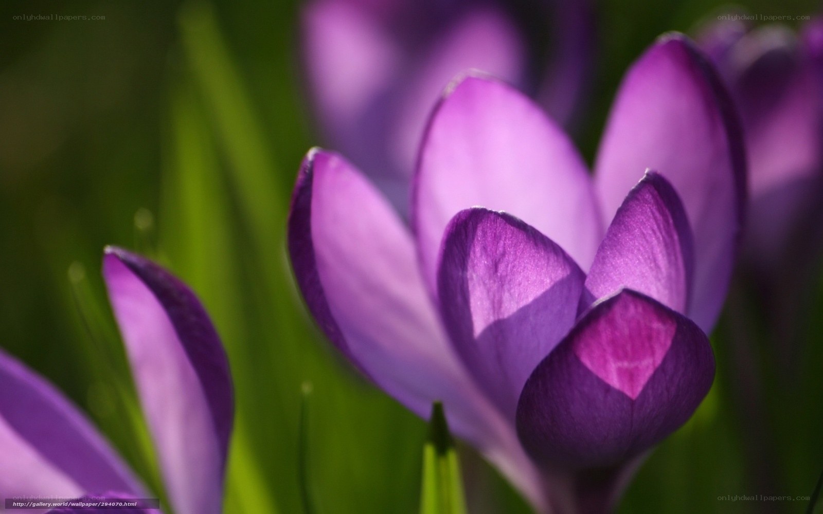 Purple crocus flowers in bloom
