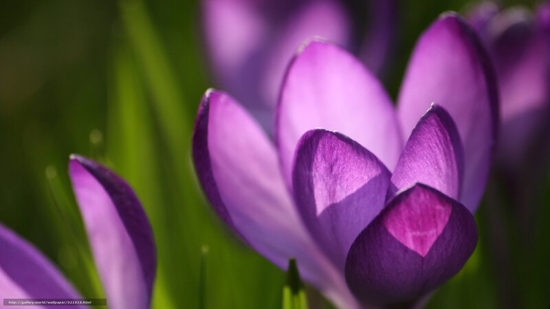 Purple crocus flowers in bloom