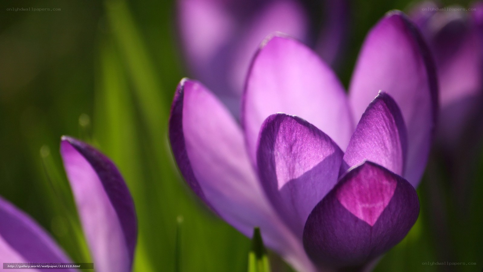 Purple crocus flowers in bloom