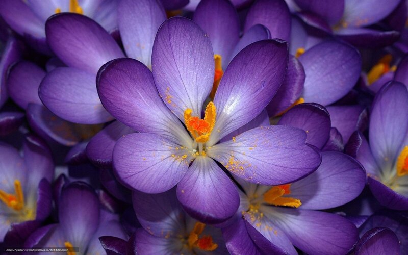Purple crocus flowers in bloom