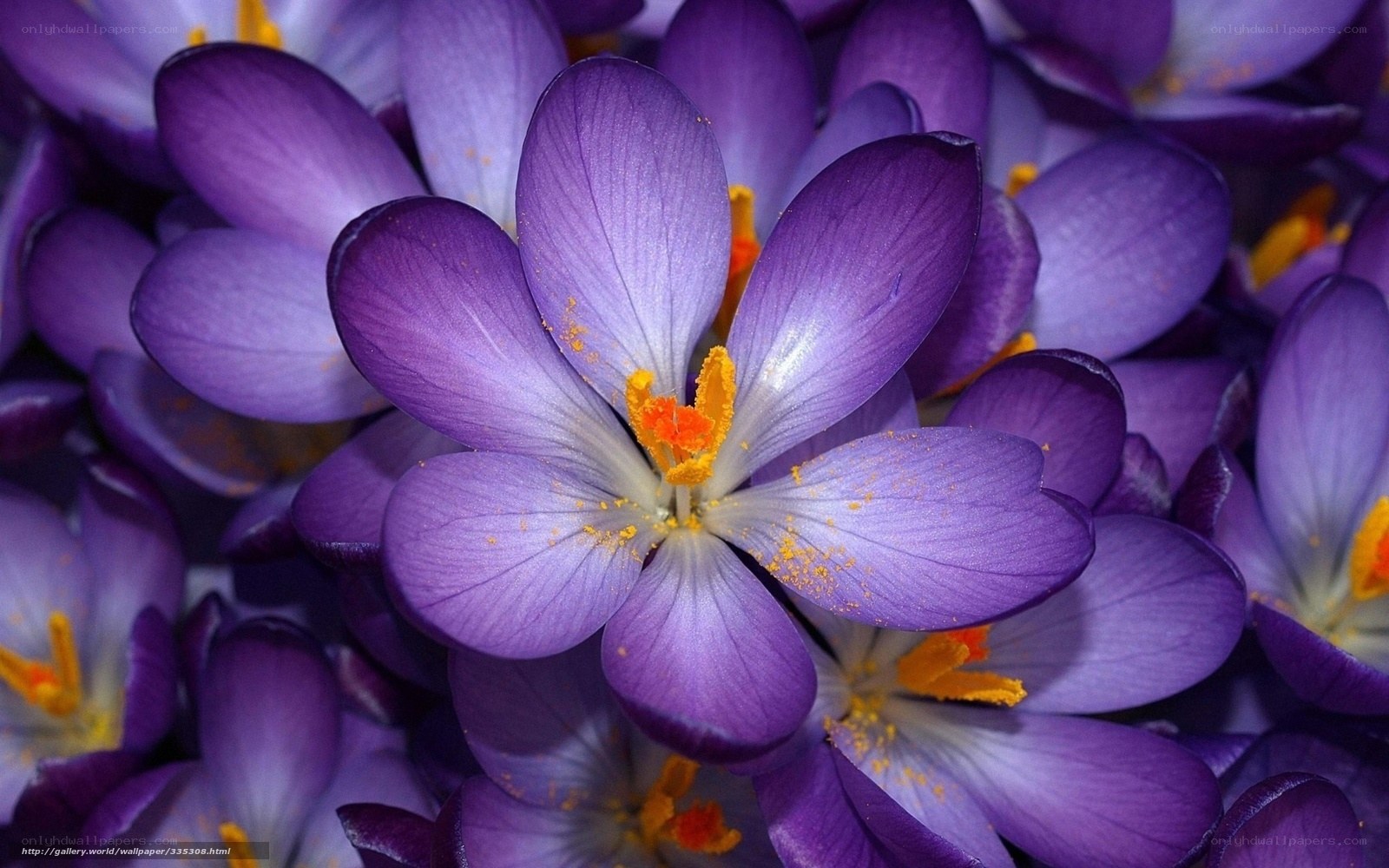 Purple crocus flowers in bloom
