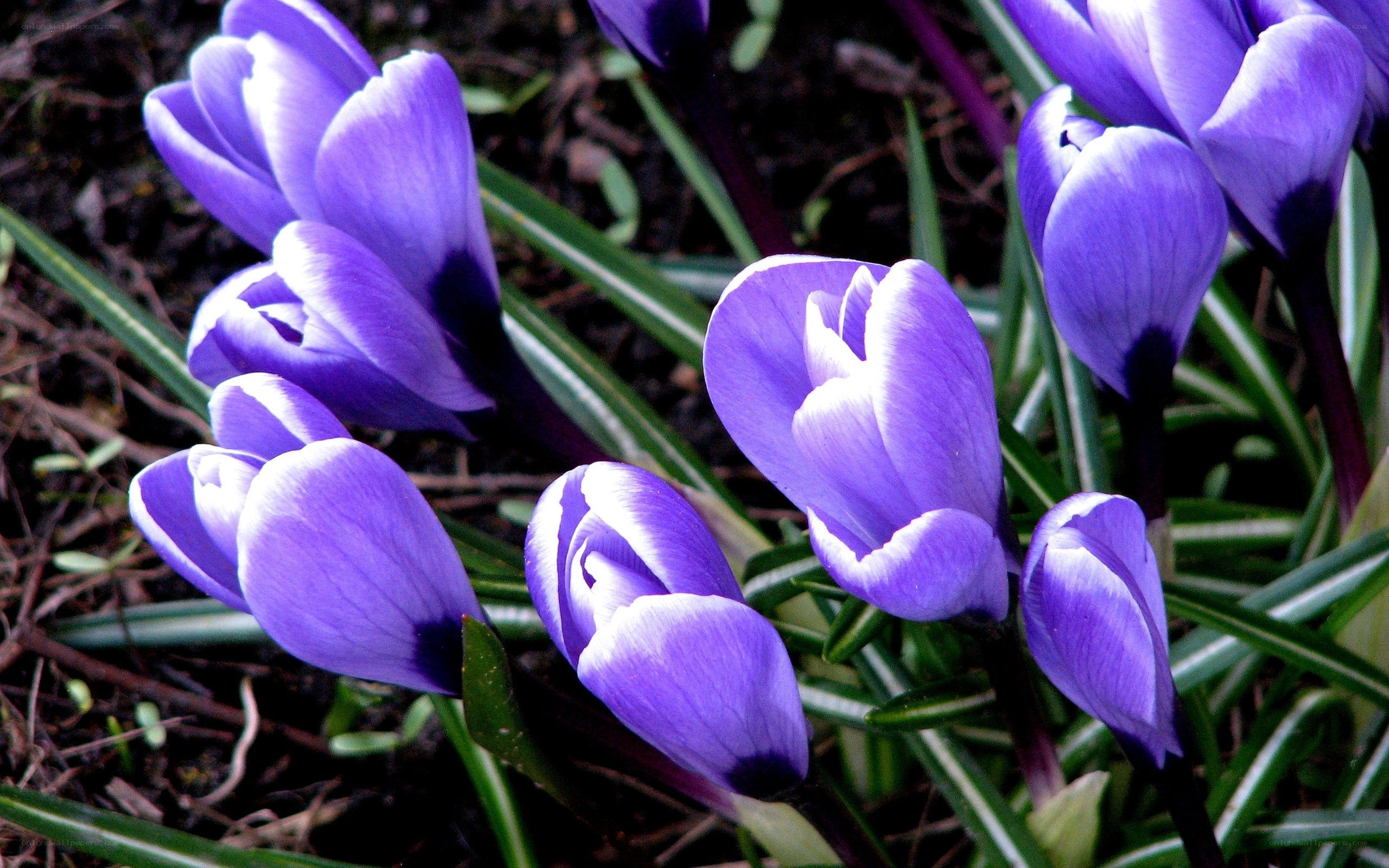 Purple crocus flowers in bloom