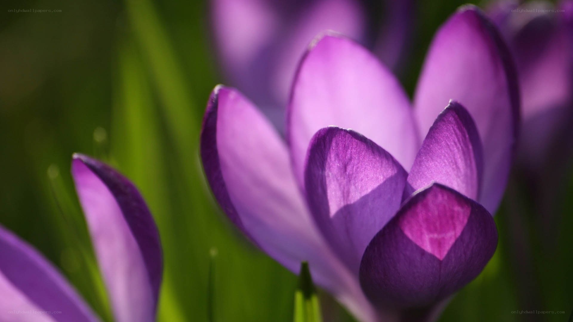 purple crocus flowers in bloom