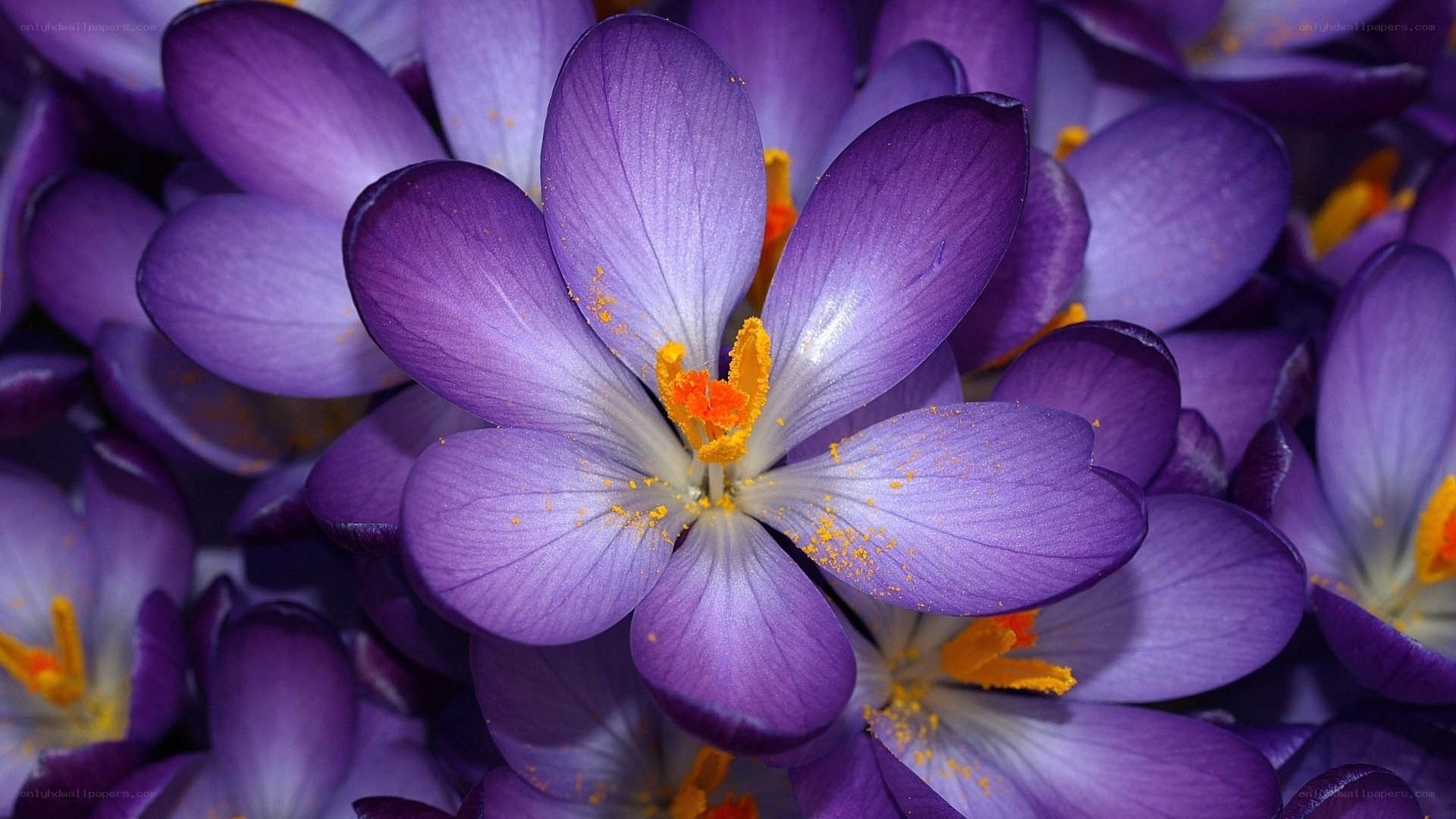 Purple crocus flowers in bloom