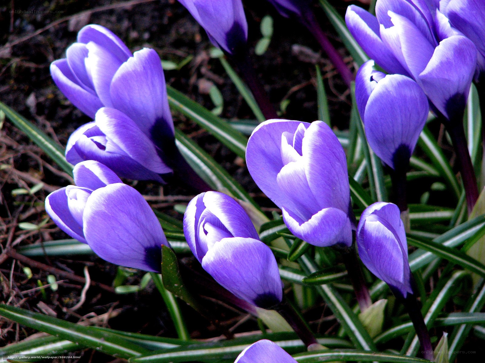 Purple crocus flowers in bloom