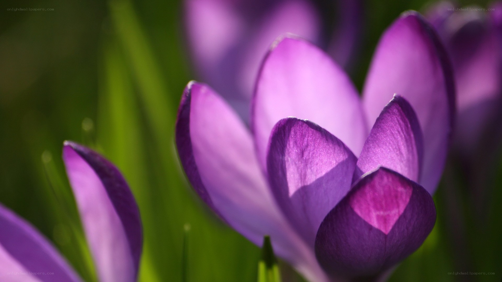 Purple crocus flowers in bloom