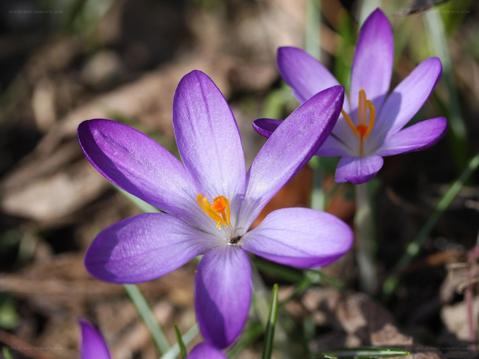 Purple crocus flowers in bloom