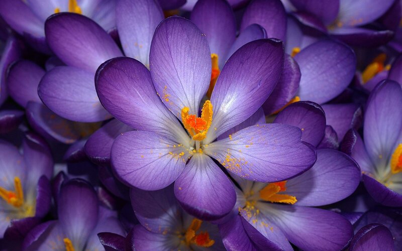 Purple crocus flowers in bloom