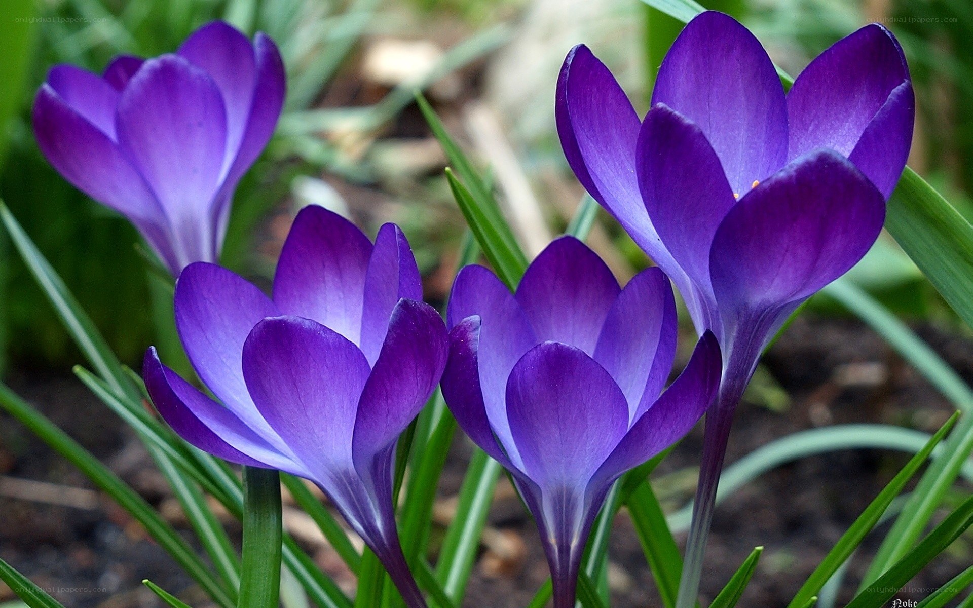 Purple crocus flowers in bloom