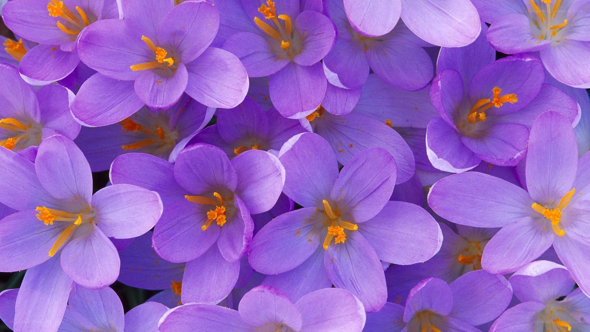 purple crocus flowers in bloom