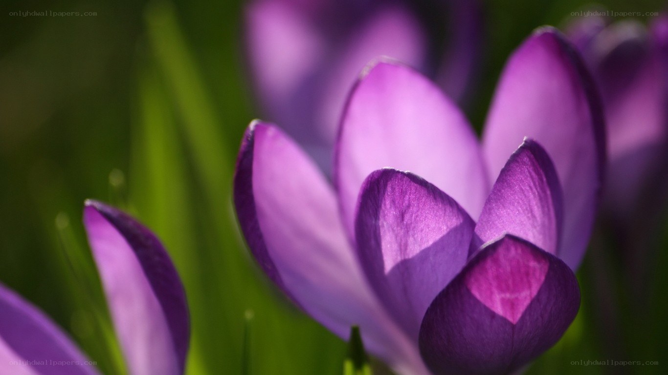 Purple crocus flowers in bloom