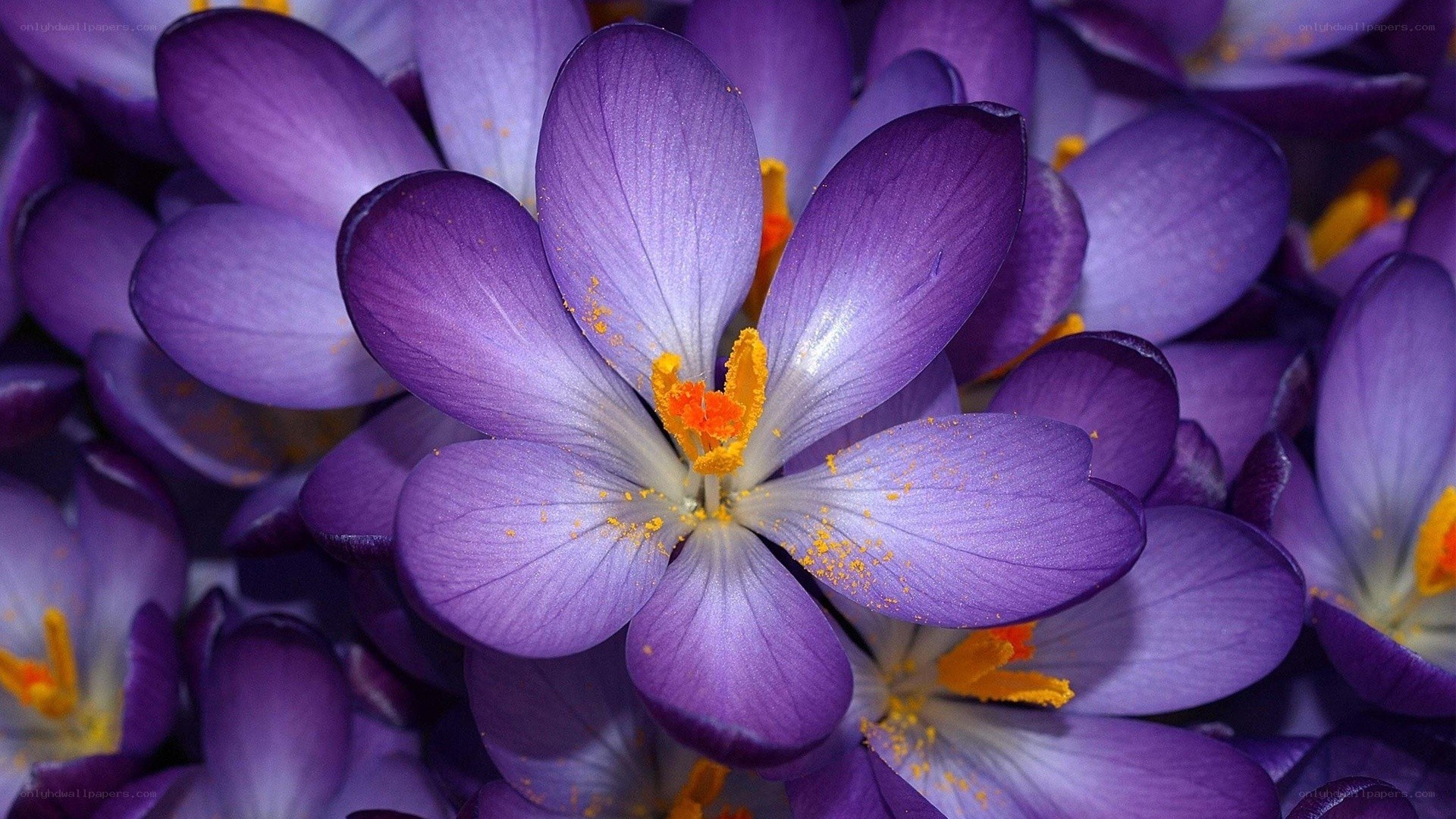 Purple crocus flowers in bloom