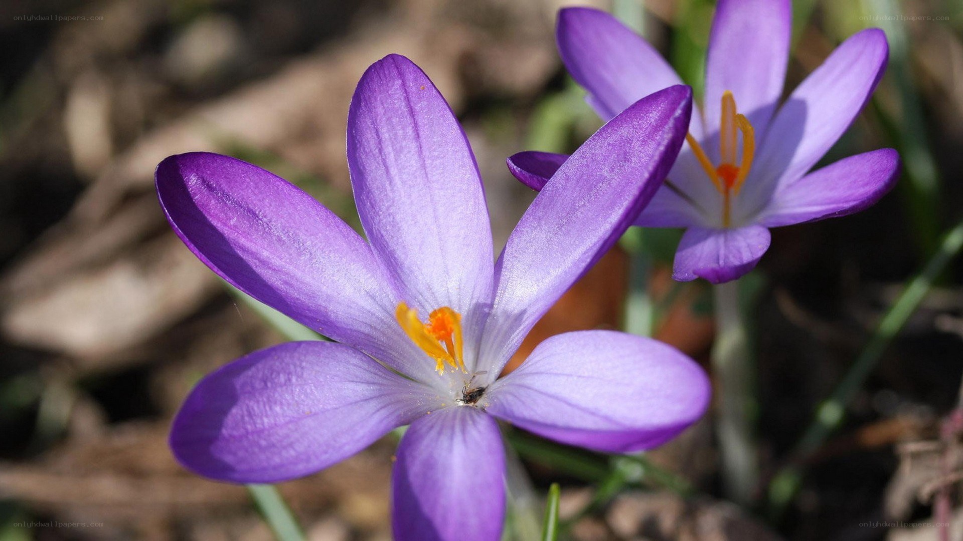 Purple crocus flowers in bloom