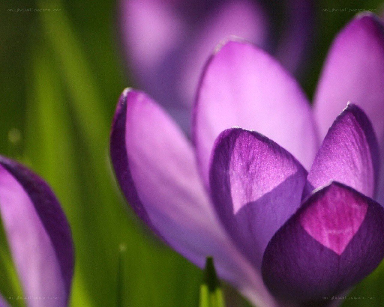 Purple crocus flowers in bloom