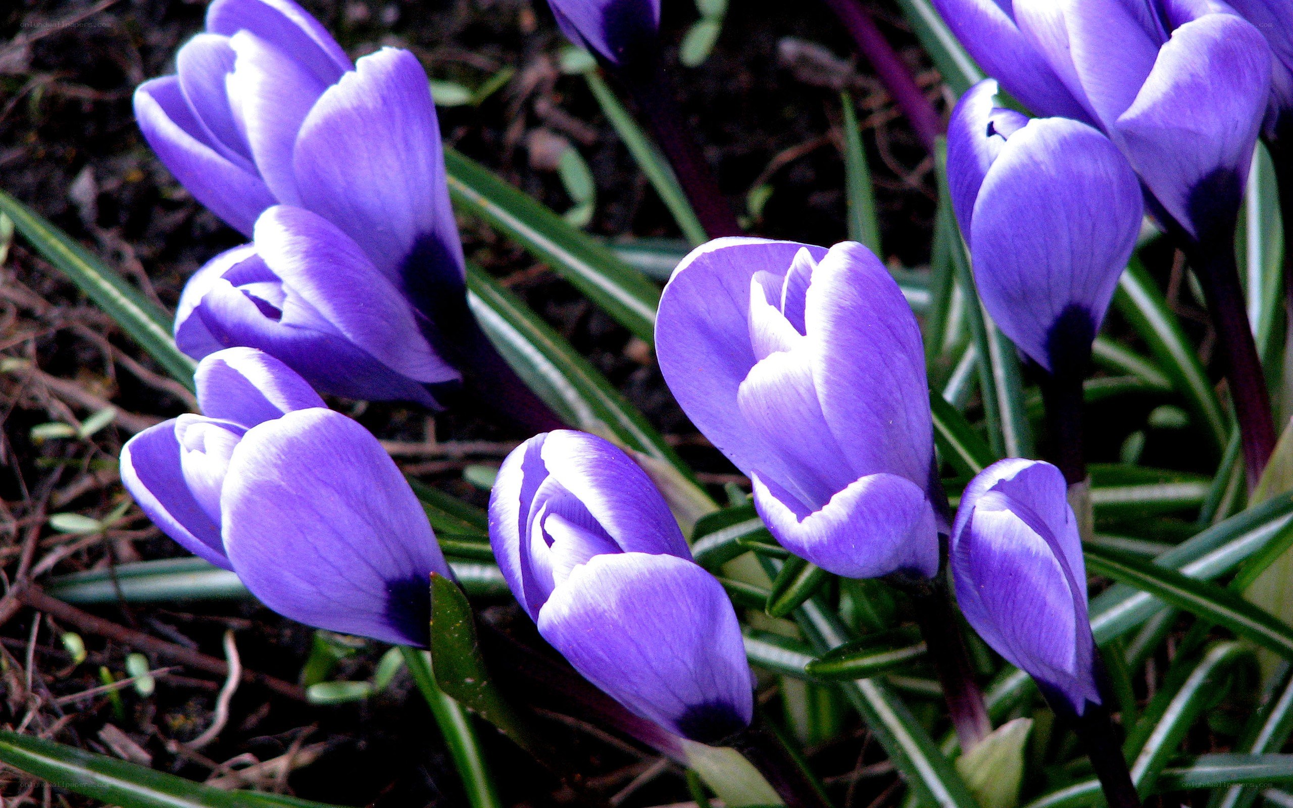 purple crocus flowers in bloom