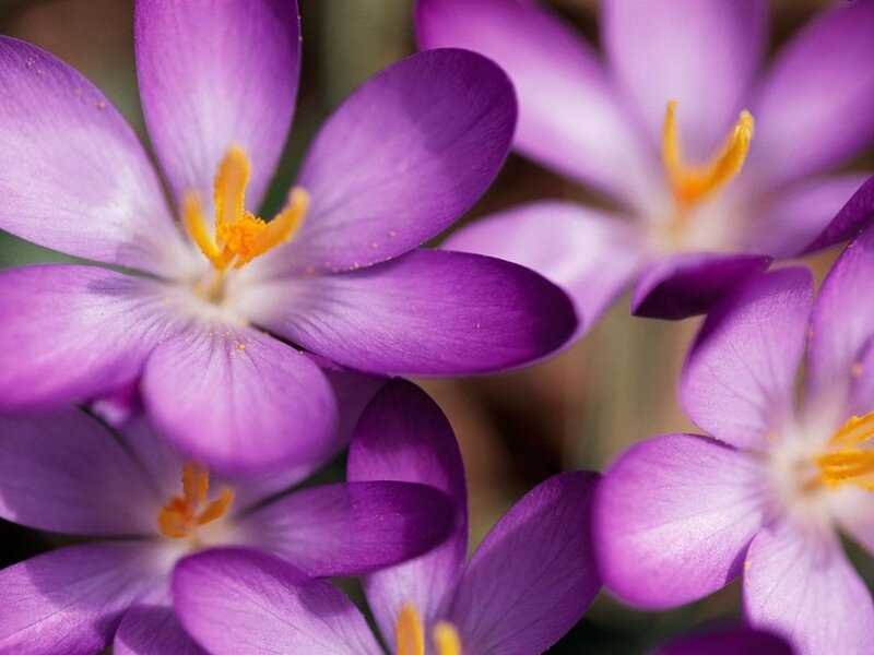 Purple crocus flowers in bloom