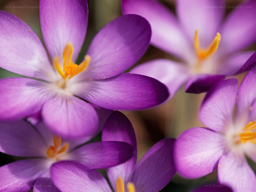 Purple crocus flowers in bloom