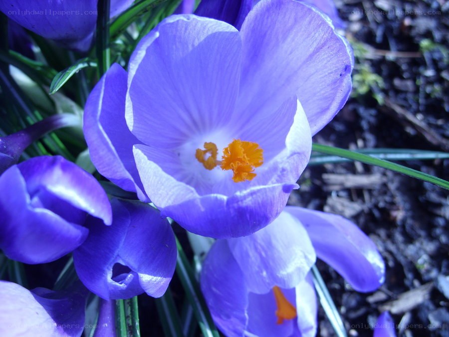 Purple crocus flowers in bloom