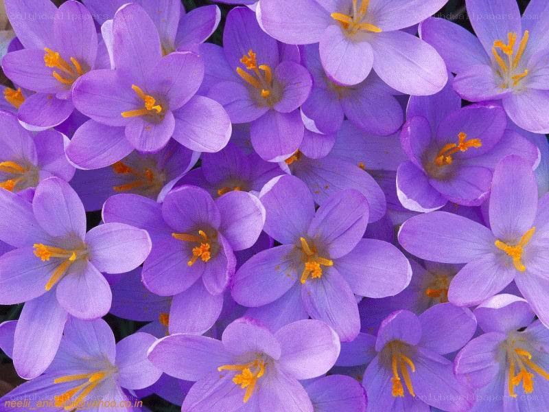 Purple crocus flowers in bloom