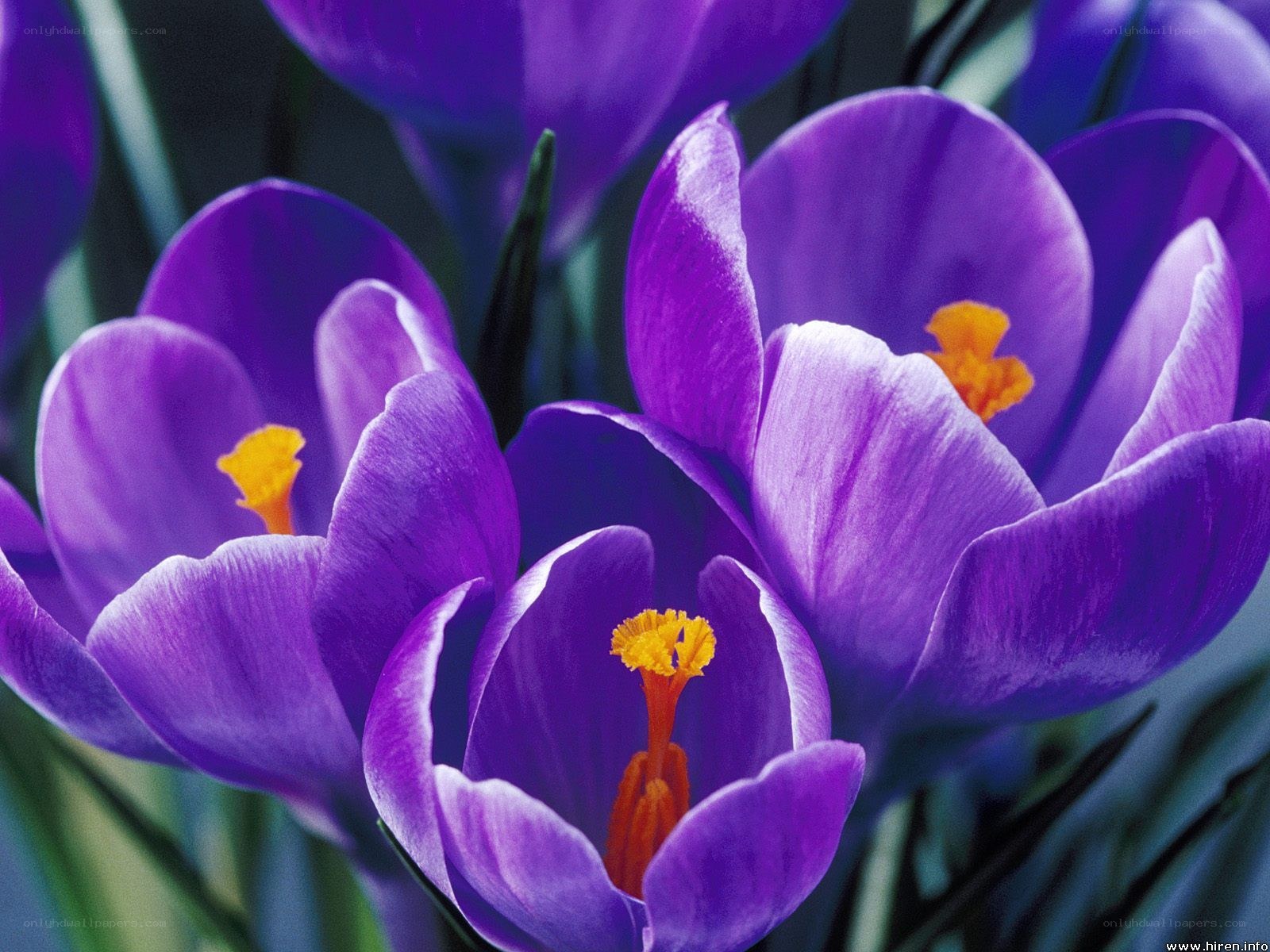 Purple crocus flowers in bloom