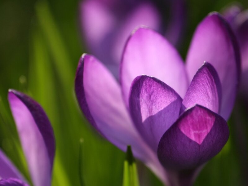 Purple crocus flowers in bloom