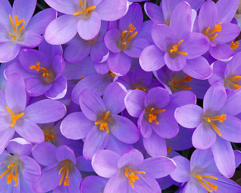 Purple crocus flowers in bloom