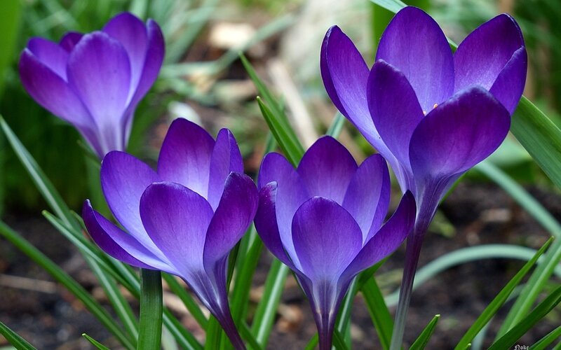 Purple crocus flowers in bloom