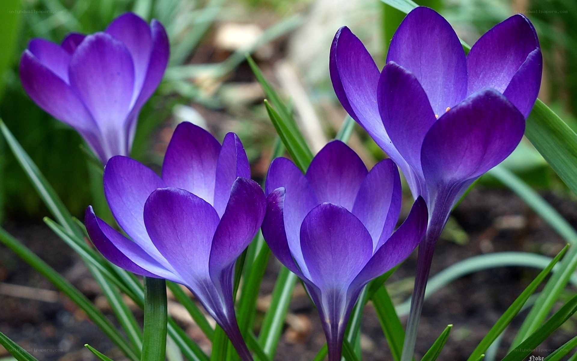 Purple crocus flowers in bloom