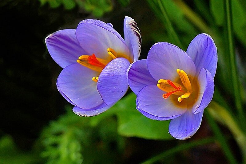 Purple crocus flowers in bloom