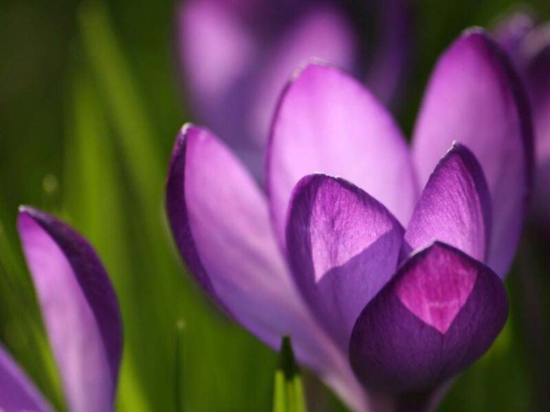 Purple crocus flowers in bloom