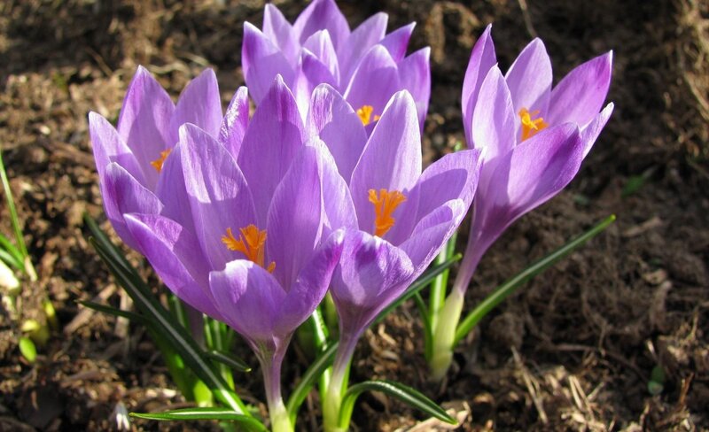 Purple crocus flowers in bloom