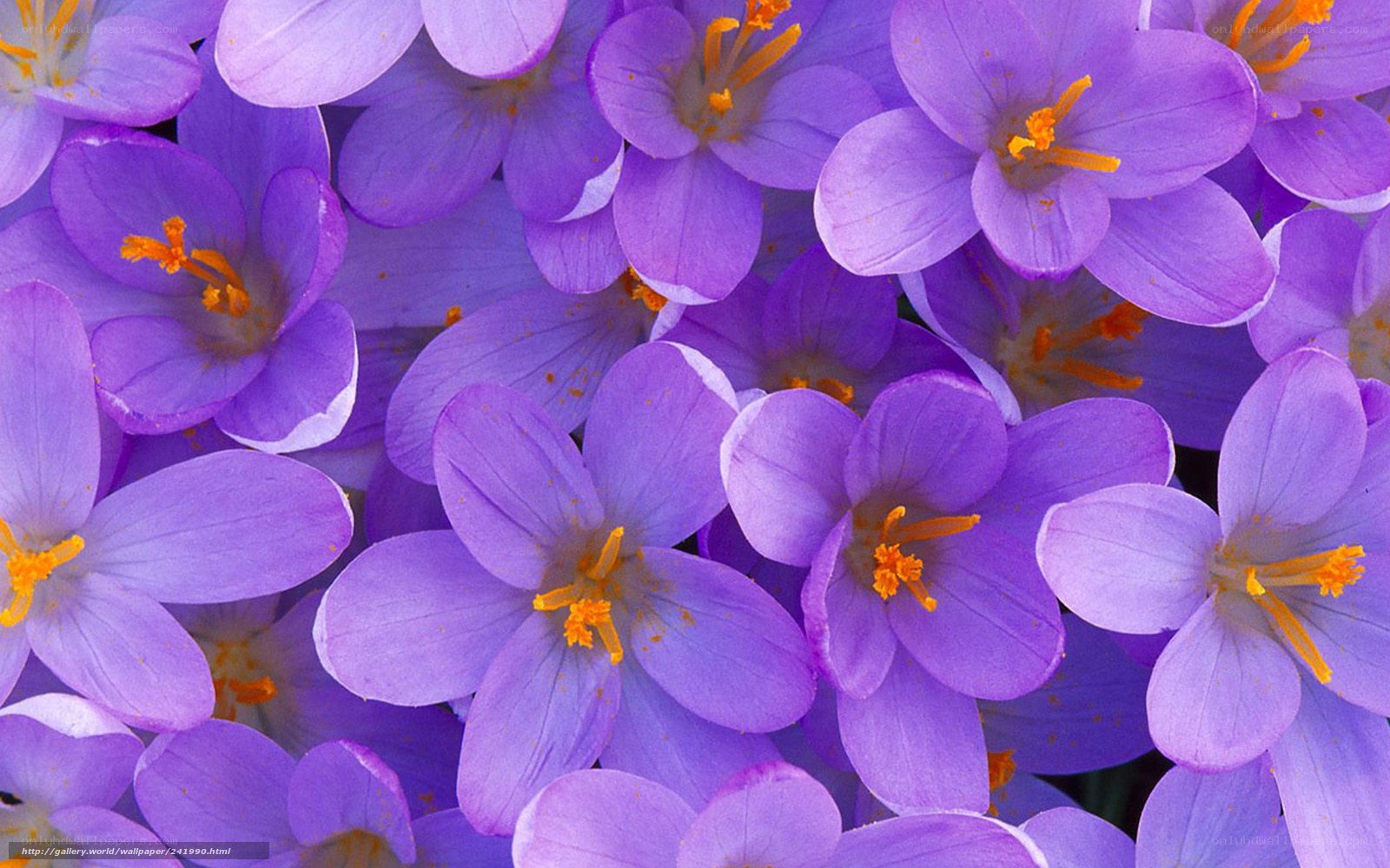 Purple crocus flowers in bloom