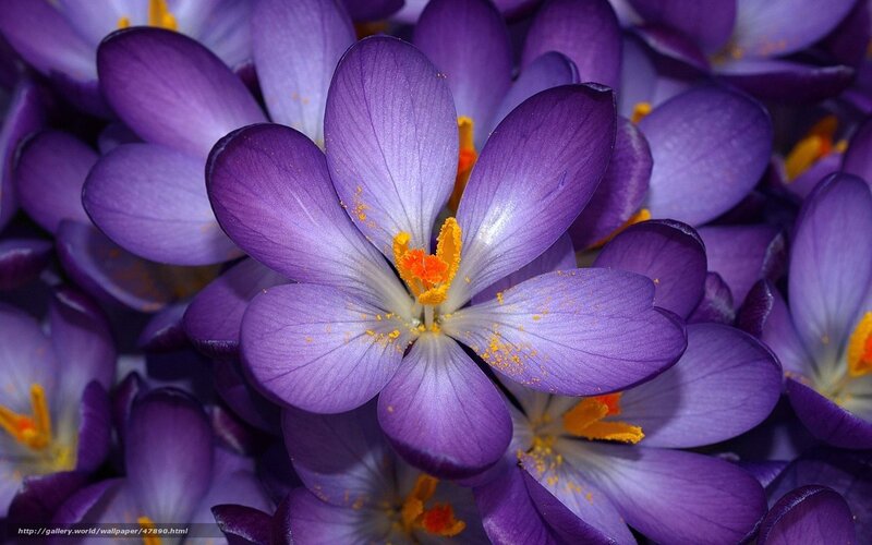 Purple crocus flowers in bloom