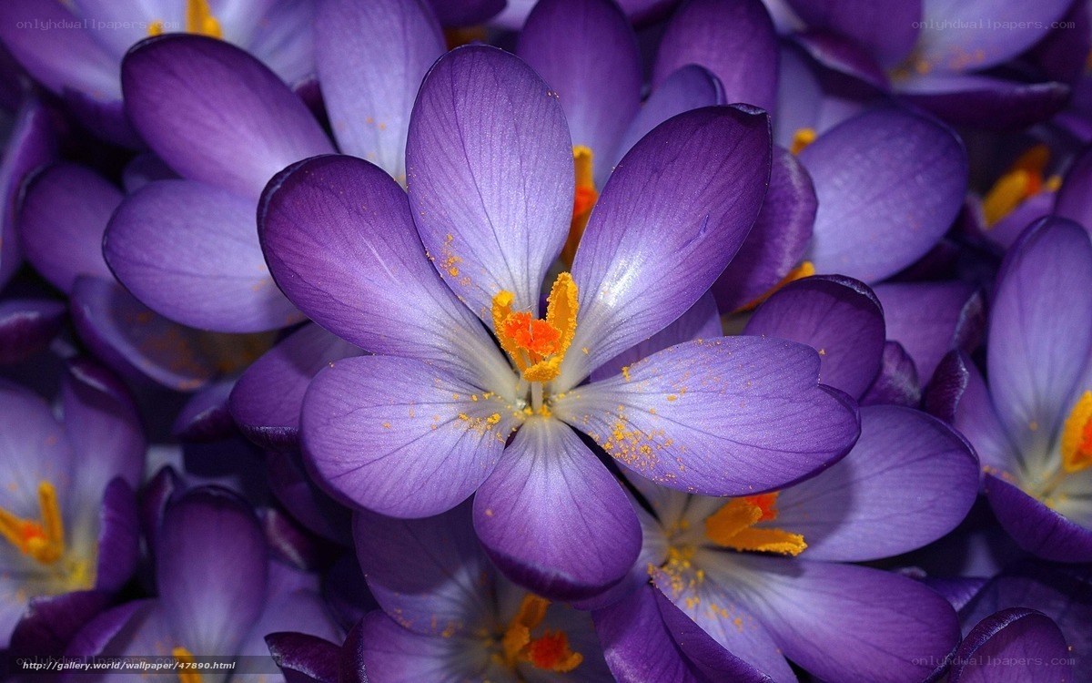 Purple crocus flowers in bloom