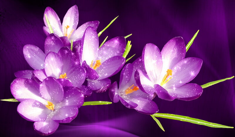 Purple Crocus Flowers — Magical, Digital Art