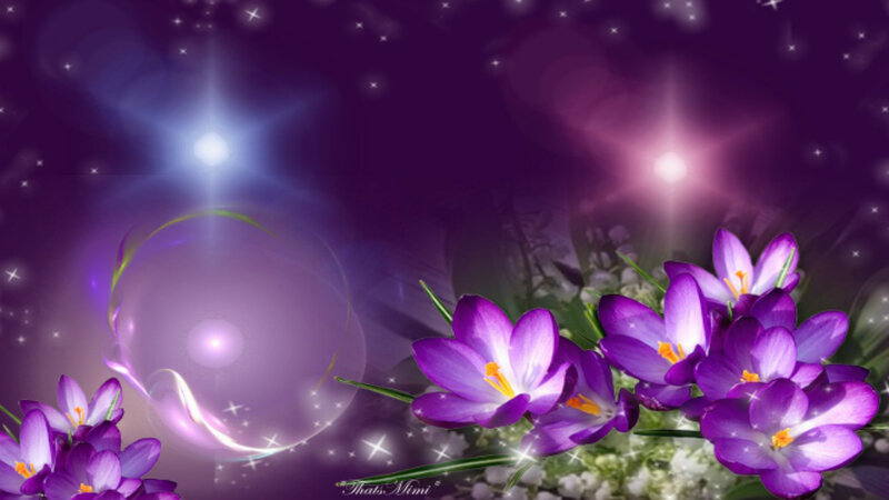 Purple Crocus Flowers — Magical