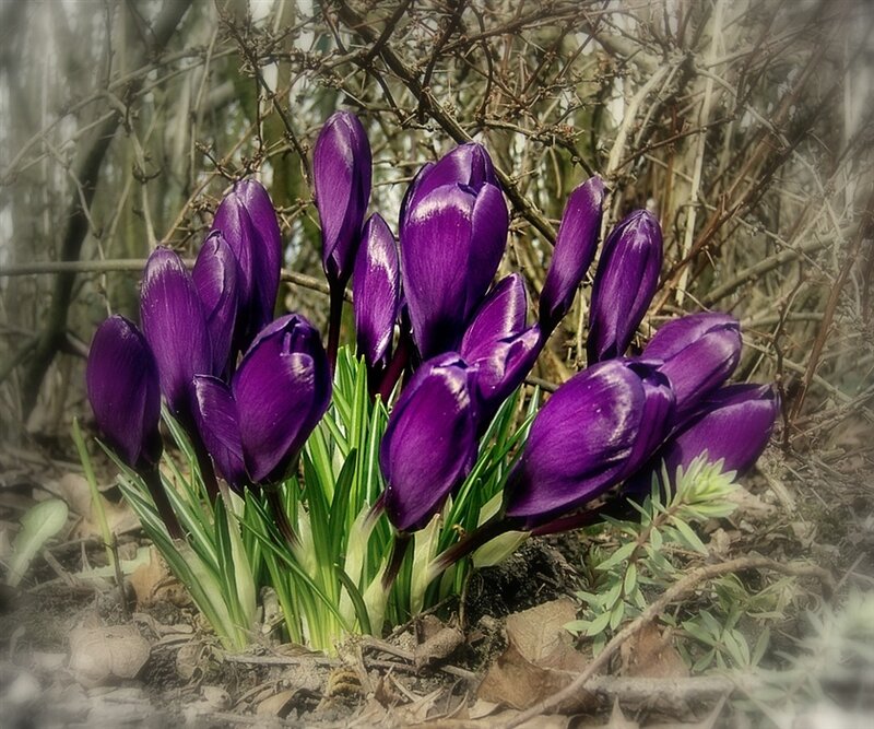 Purple Crocus Flowers — Natural, Spring, Photograph, Bushes