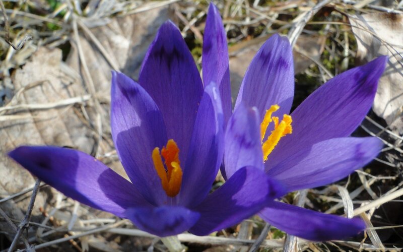Purple Crocus Flowers — Natural, Spring, Photograph, Dry Grass