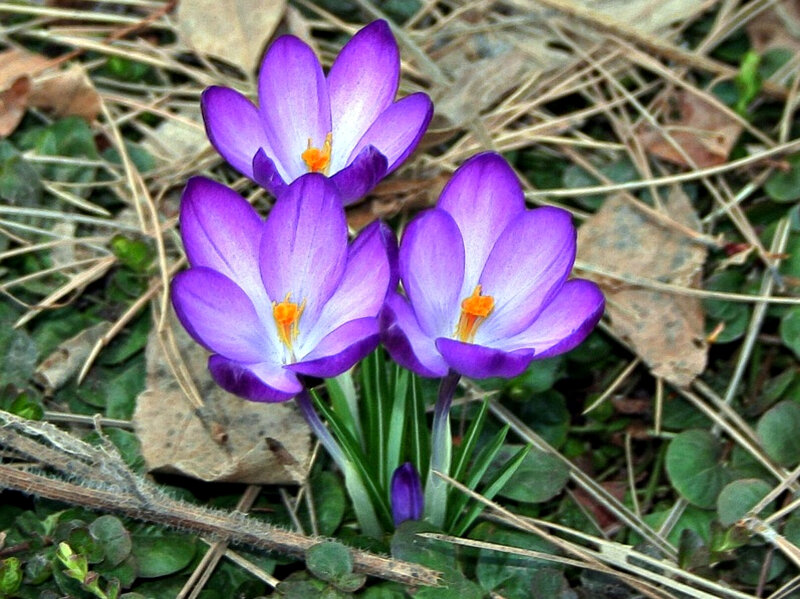 Purple Crocus Flowers — Natural, Spring, Photograph, Grass, Leaves