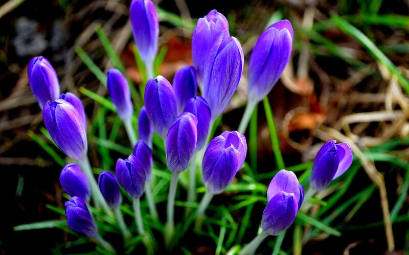 Purple Crocus Flowers — Natural, Spring, Photograph, Grass, Soil