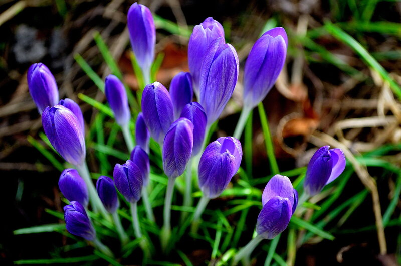 Purple Crocus Flowers — Natural, Spring, Photograph, Grass