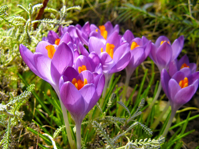 Purple Crocus Flowers — Natural, Spring, Photograph, Green Grass