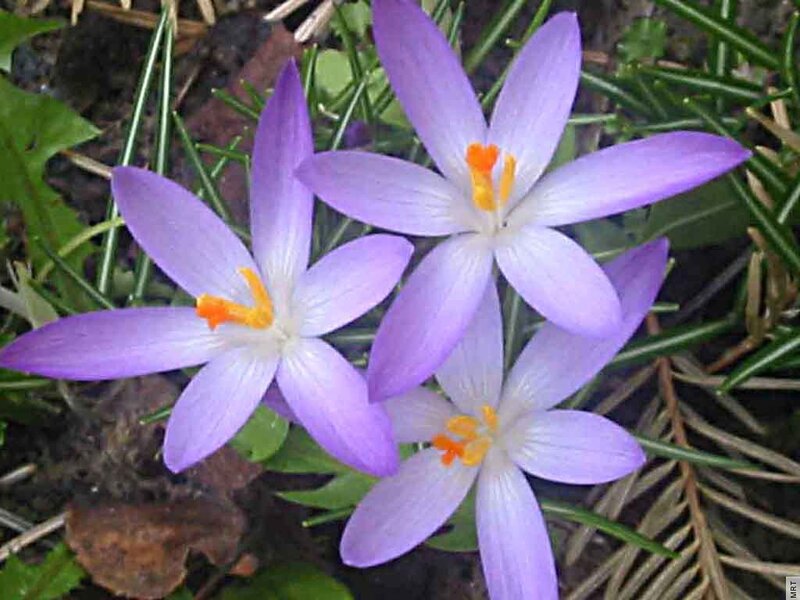 Purple Crocus Flowers — Natural, Spring, Photograph, Green Leaves, Pine Needles