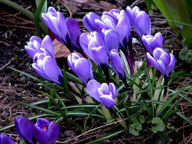 Purple Crocus Flowers — Natural, Spring, Photograph, Green Leaves, Soil, Pine Needles