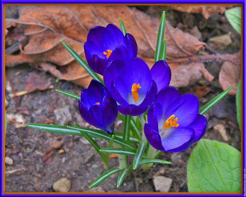 Purple Crocus Flowers — Natural, Spring, Photograph, Leaves, Soil