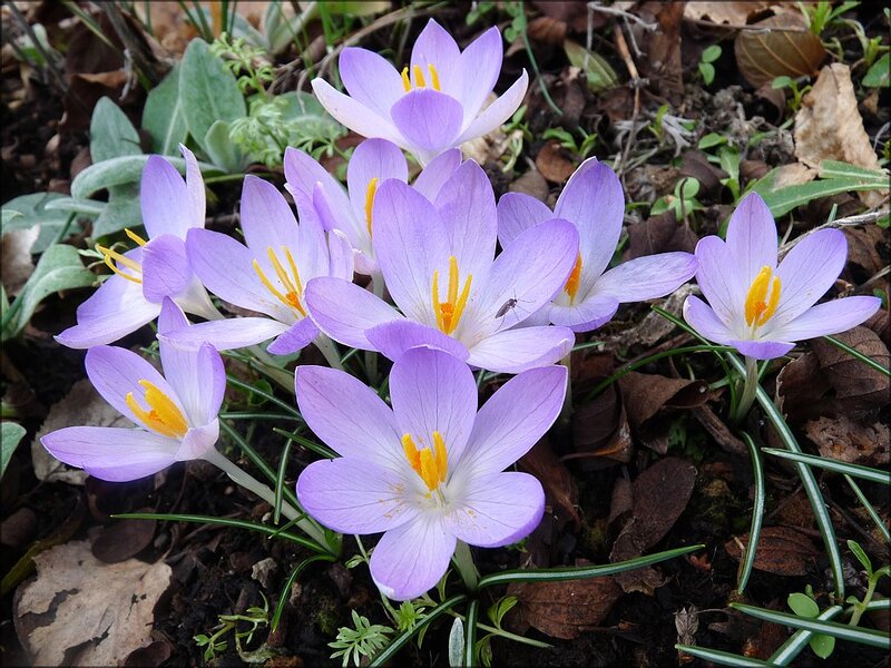Purple Crocus Flowers — Natural, Spring, Photograph, Leaves